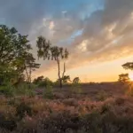 Kalmthoutse Heide
