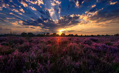 Hiking Through Kampina’s Scenic Heathlands